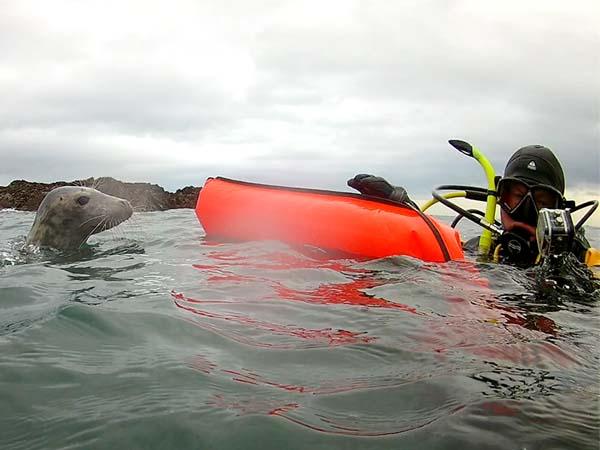 Mansfield Seahorse Divers go diving with seals in the Farne Islands