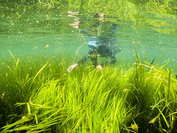 Thumbnail photo for World Seagrass Day 2023