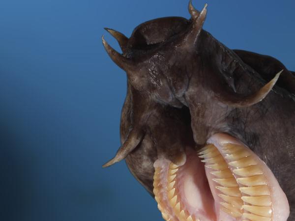 Thumbnail photo for The science of hagfish slime