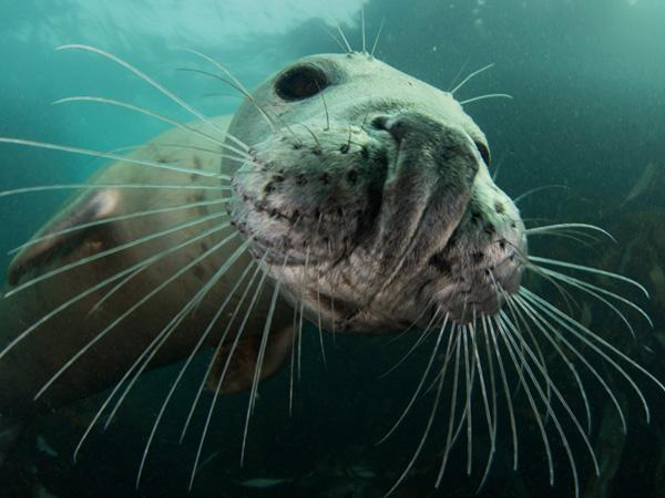 Thumbnail photo for How to snorkel safely with seals
