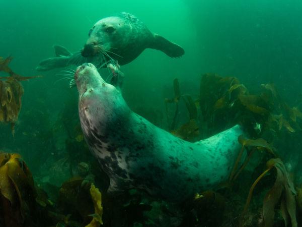 Thumbnail photo for Diving with seals at the Farne Islands