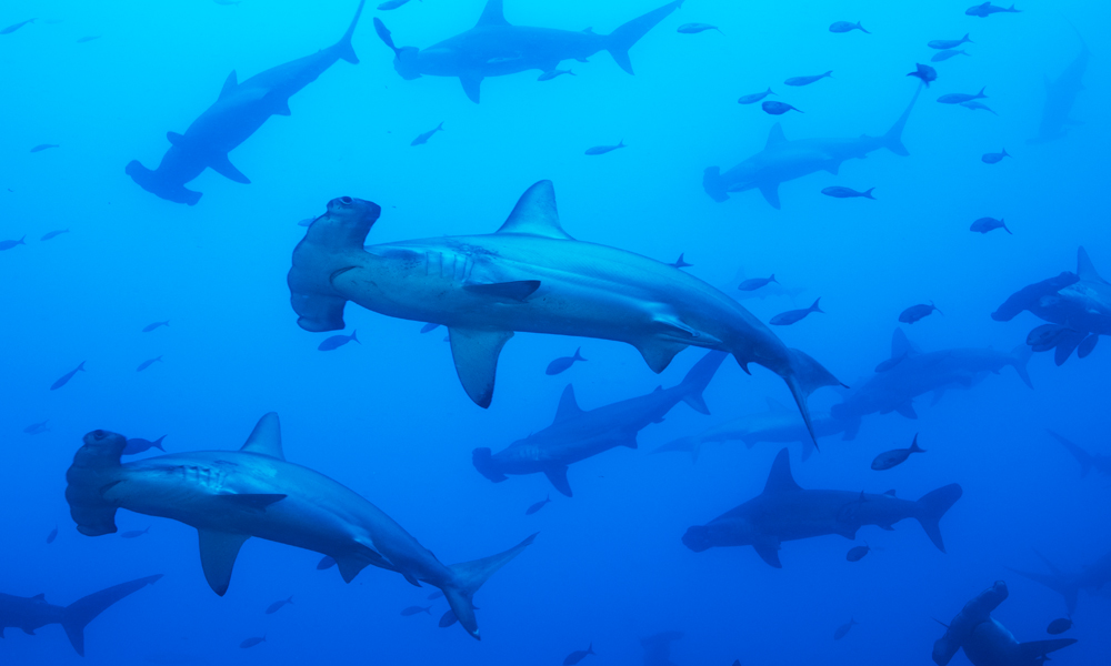 A school of scalloped hammerhead sharks at Wolf Island H600