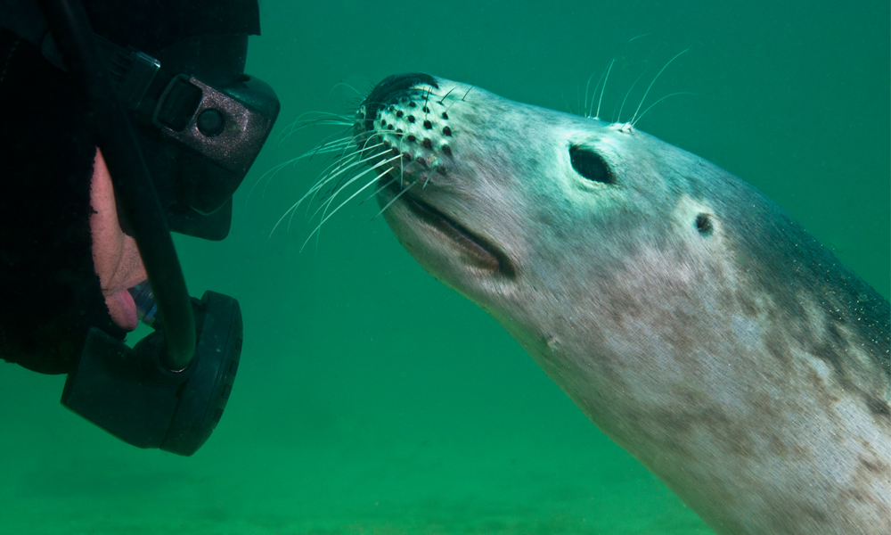 Diver and Seal with face mask to seals nose
