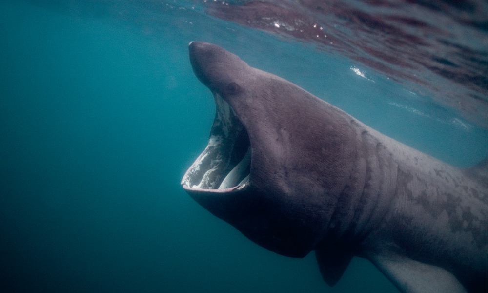 Side view of a basking shark near the surface