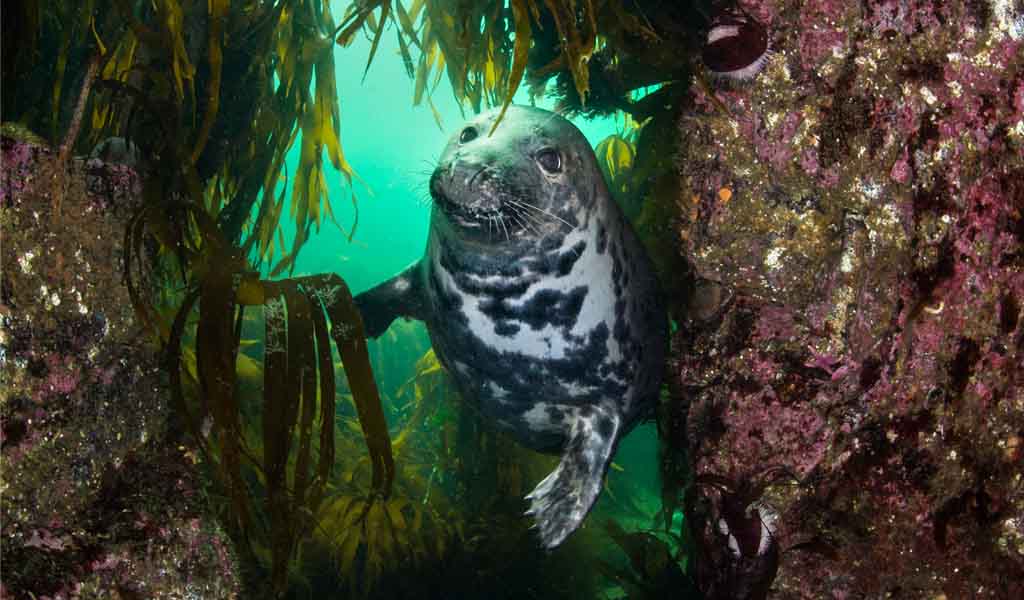 New to scuba - Farne Island seal