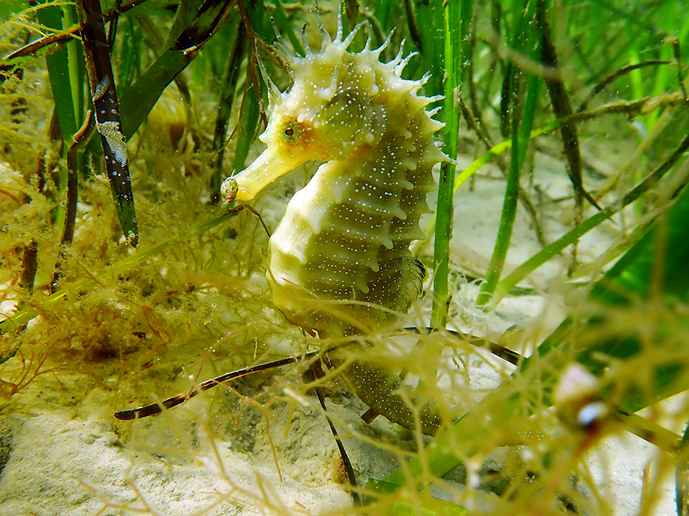 Seahorse in the UK