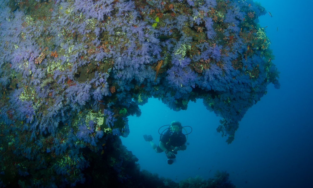 Soft coral caverns and swim-throughs are a feature of the central atolls