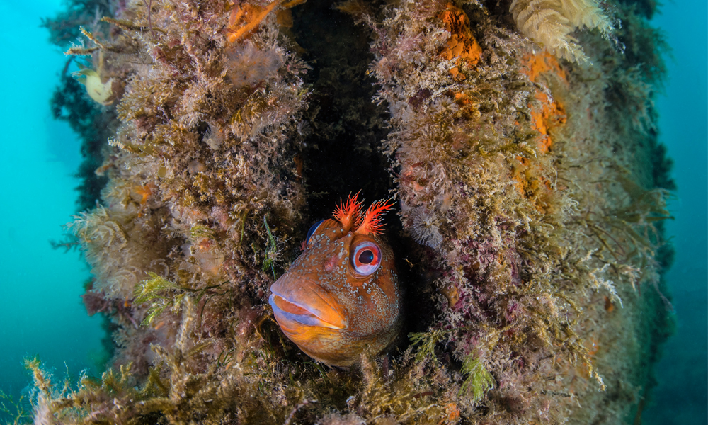 A Tompot Blenny peeking from reef with sea edges