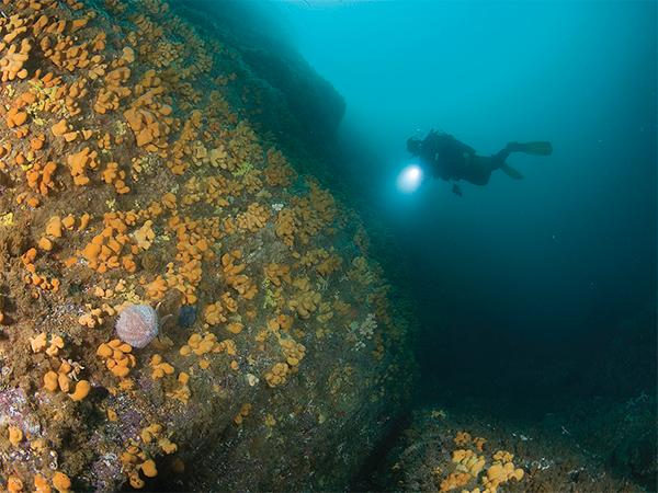 Thumbnail photo for Diving with a purpose: a gold standard in citizen science