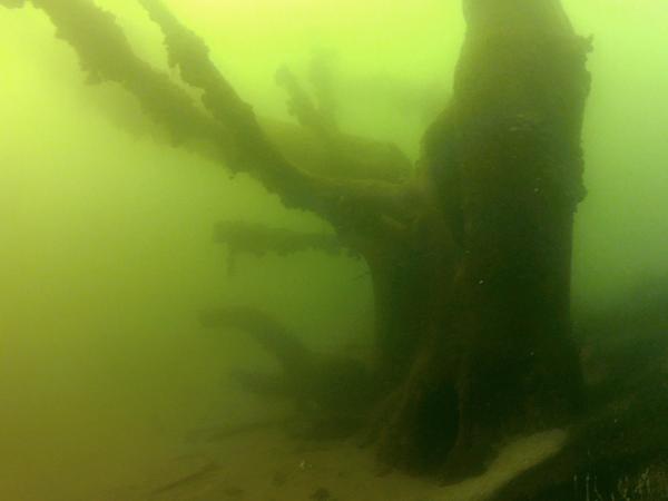 Thumbnail photo for Snorkelling in an underwater forest