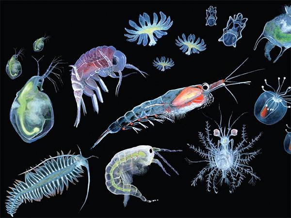 Thumbnail photo for The importance of plankton for healthy seas