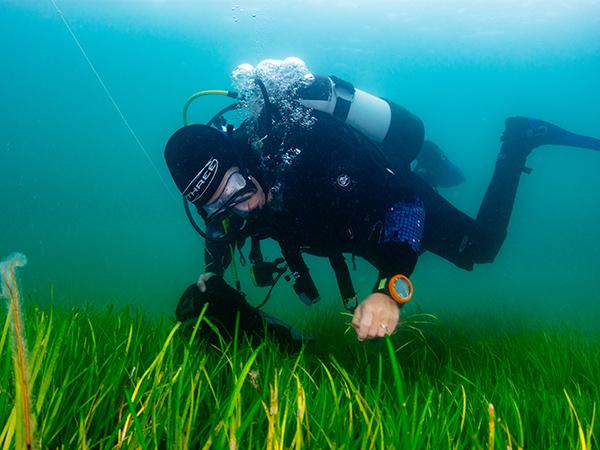 Thumbnail photo for Divers needed to collect 1.5 million seagrass seeds