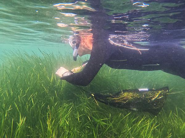 Thumbnail photo for BSAC volunteers help collect 1.5 million seagrass seeds