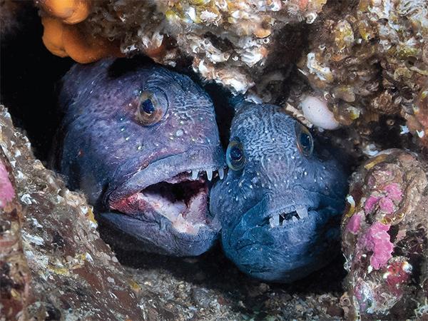 Thumbnail photo for St Abbs marine reserve celebrates 40 years