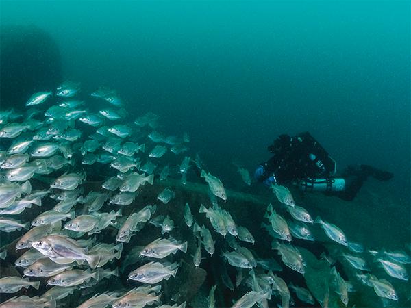 Thumbnail photo for How to showcase the best of UK scuba diving