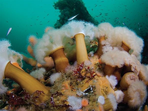 Thumbnail photo for Underwater Surveyor teaches skills for the future