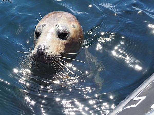 Thumbnail photo for Make your summer snorkelling wildlife-friendly! 