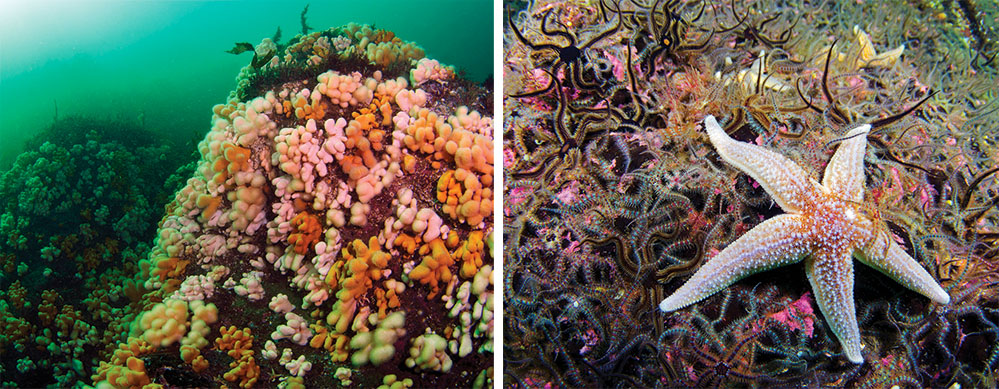 Reef covered in bright orange dead man's fingers (left) Brittlestar aggregation at Black Carr (right)