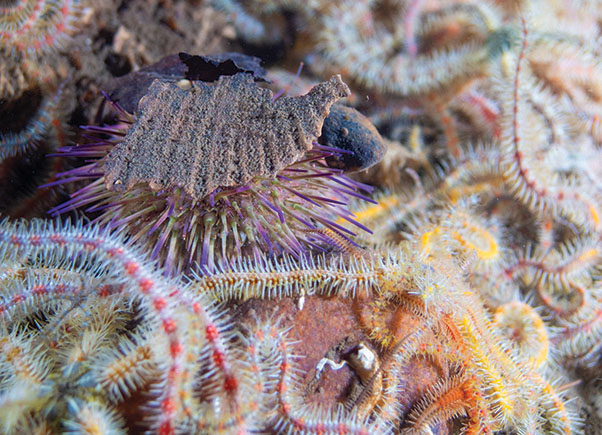 Sea urchin among the brittlestars