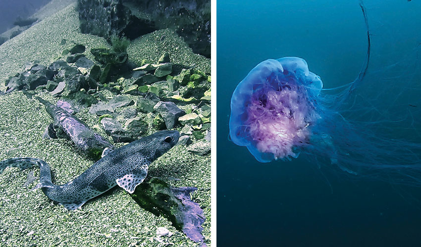 David’s photo of a smallspotted cat shark on the Afton site (right) A visit from a blue jelly (left)