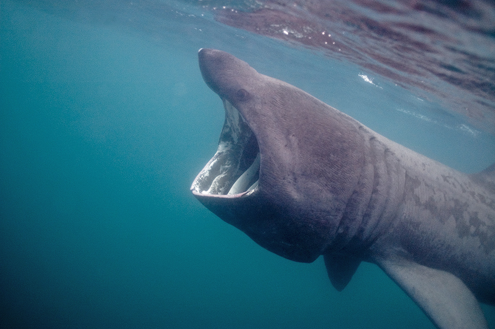 Basking shark