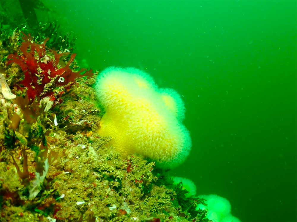 Marine life in Sound of Mull