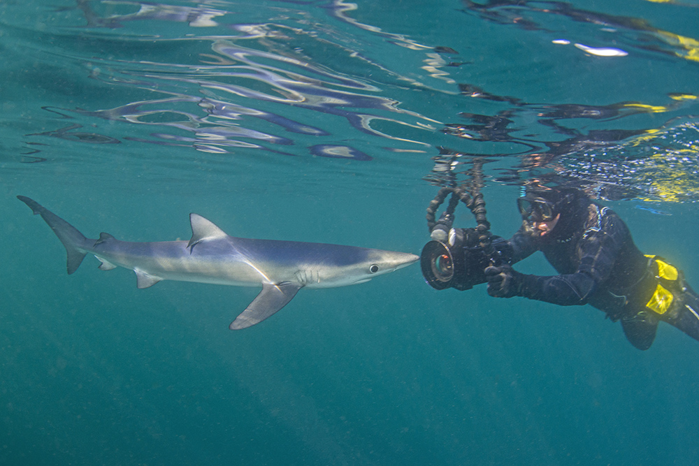 Blue shark - Jane Morgan