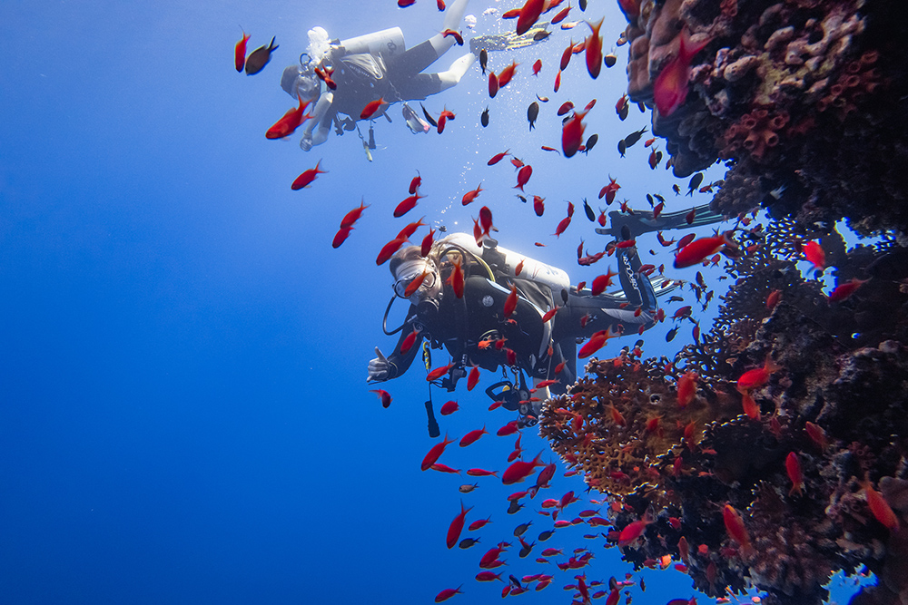 Reef diving