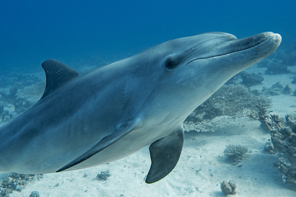 Red Sea dolphin