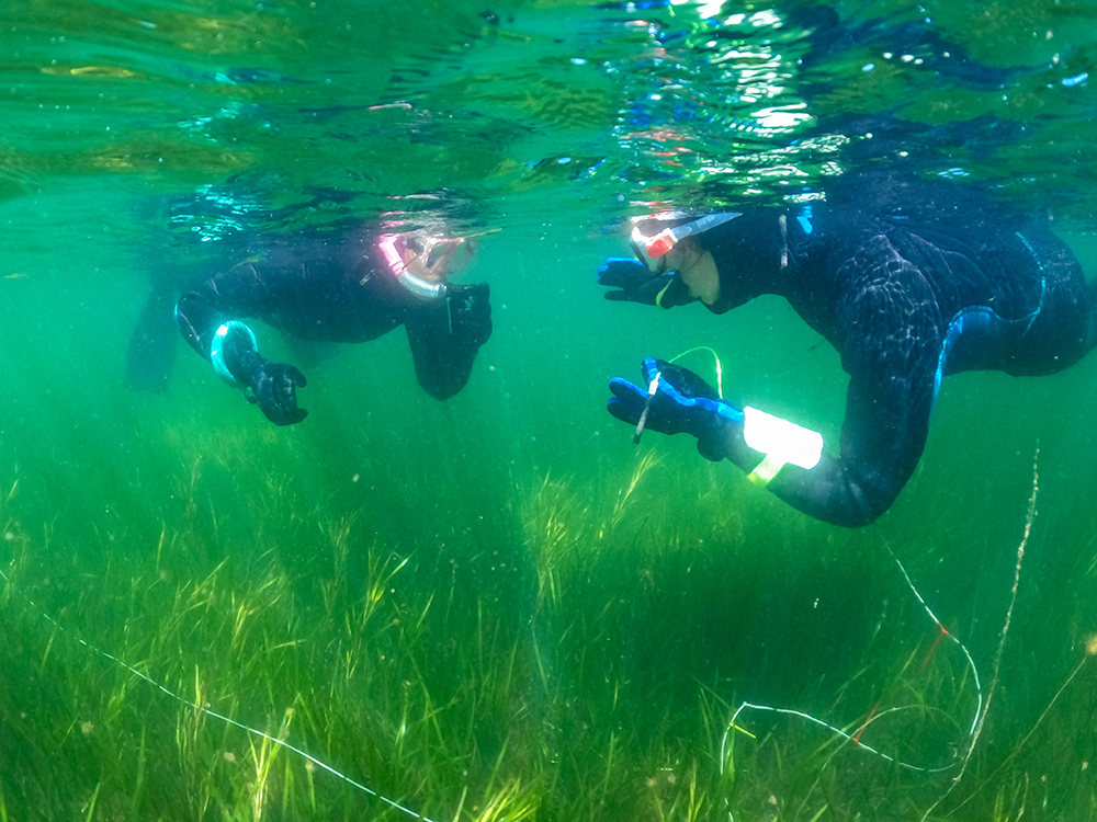 Seagrass Survey
