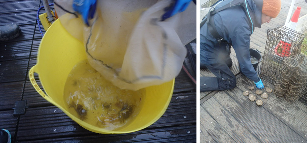 Conwy Bay oyster project