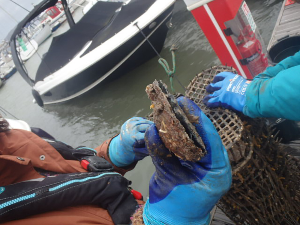 Conwy Bay oyster project