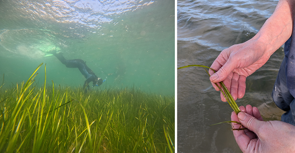 Seagrass harvesting