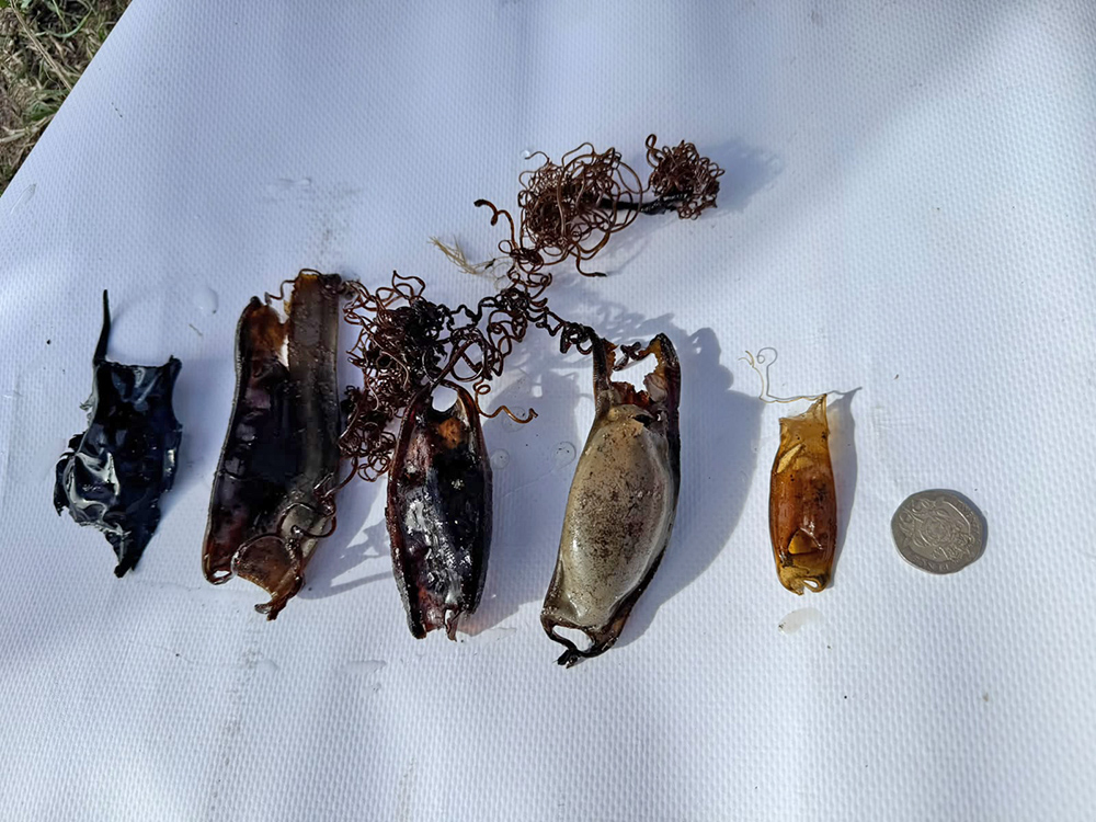 Shark egg cases
