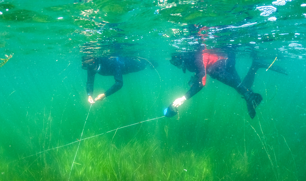 Seagrass surveying