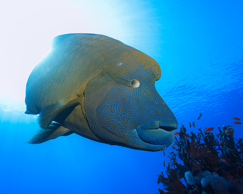 Napoleon Wrasse