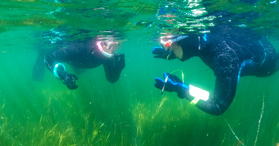 Great Seagrass Survey Reveals 185 Hectares Of Newly Discovered Seagrass Beds British Sub Aqua Club 