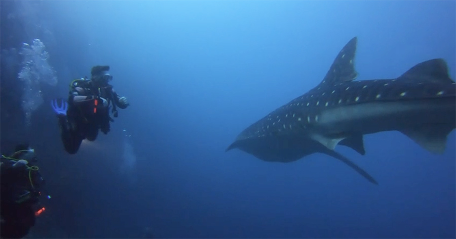 Overseas Dive Holiday Locations To Visit In 2024 British Sub Aqua Club   Whale Shark 900 